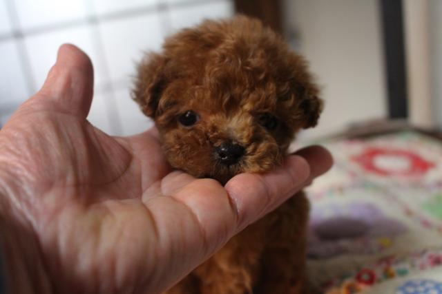 トイプードル 子犬や子猫たちのペット販売情報が満載 ペットステーション