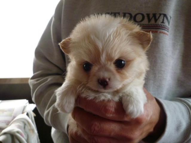 チワワ（ロングコート）