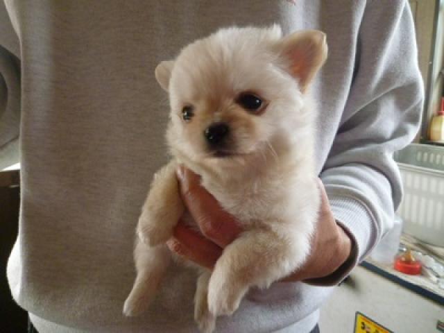 チワワ（ロングコート）