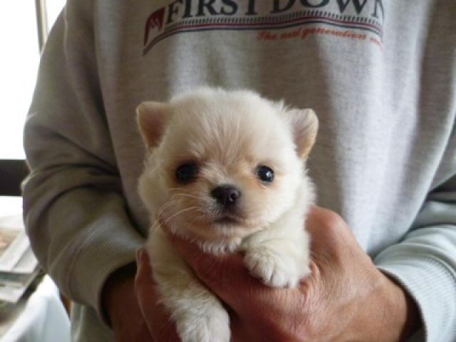 チワワ（ロングコート）