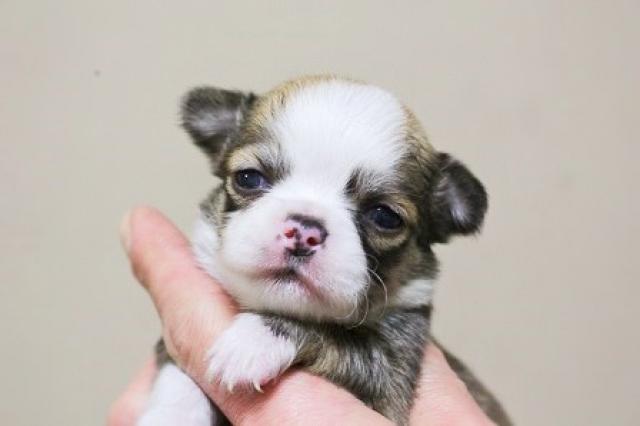 チワワ（ロングコート）