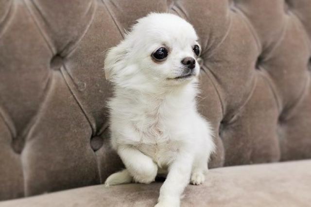 チワワ（ロングコート）