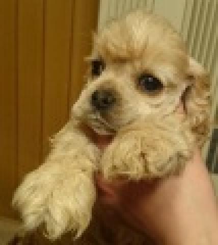 アメリカンコッカースパニエル