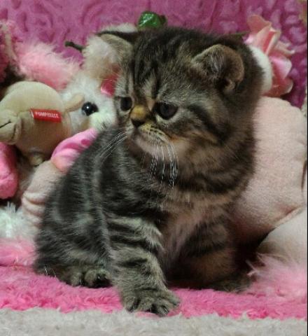 エキゾチックショートヘアー