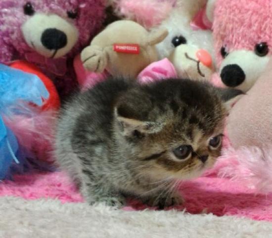 エキゾチックショートヘアー