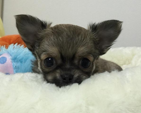 チワワ（ロングコート）