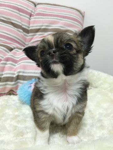 チワワ（ロングコート）