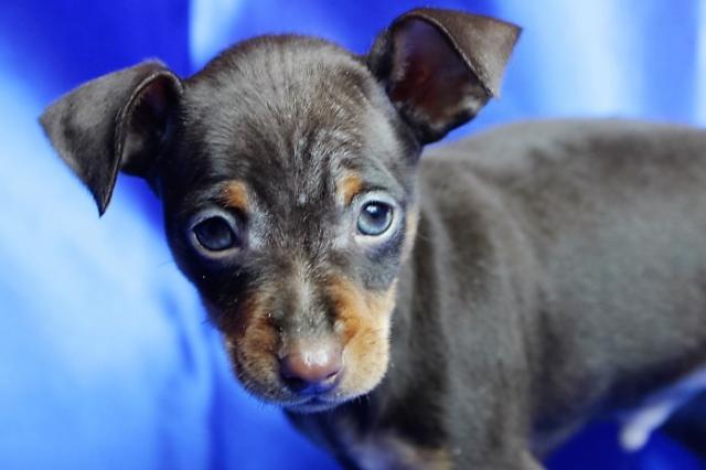 ミニチュアピンシャー