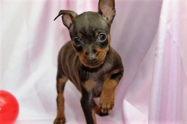 ミニチュアピンシャー