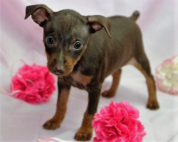 ミニチュアピンシャー