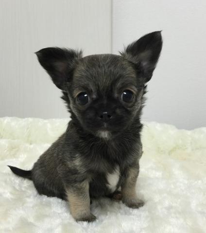 チワワ（ロングコート）