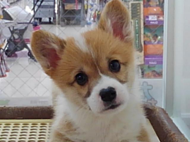 ウェルシュコーギーペンブローク