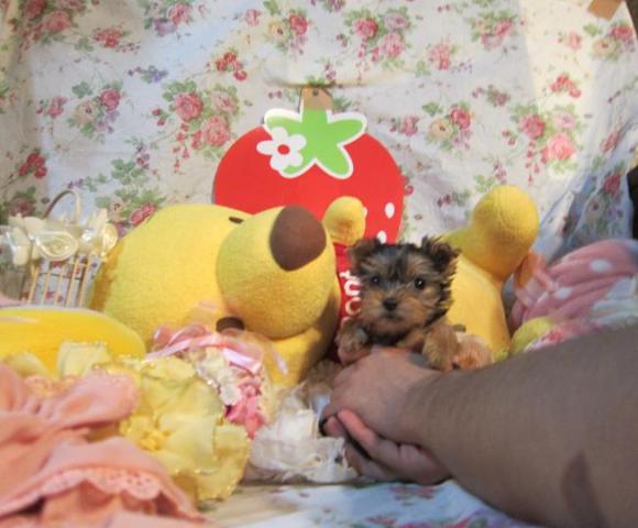 ヨークシャーテリア