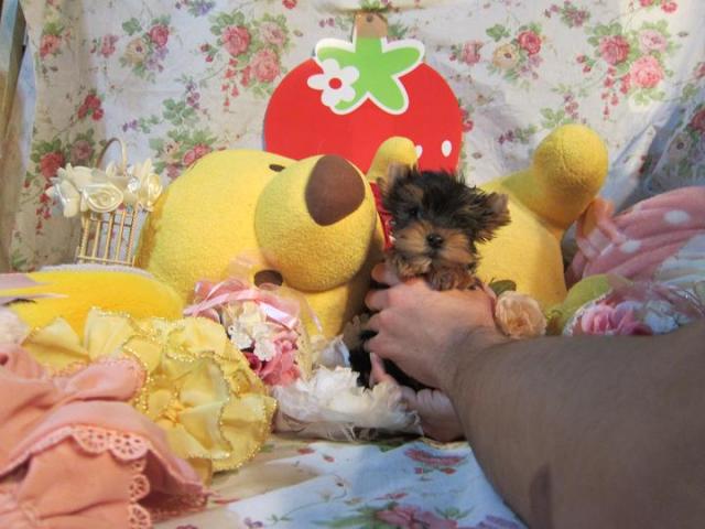 ヨークシャーテリア