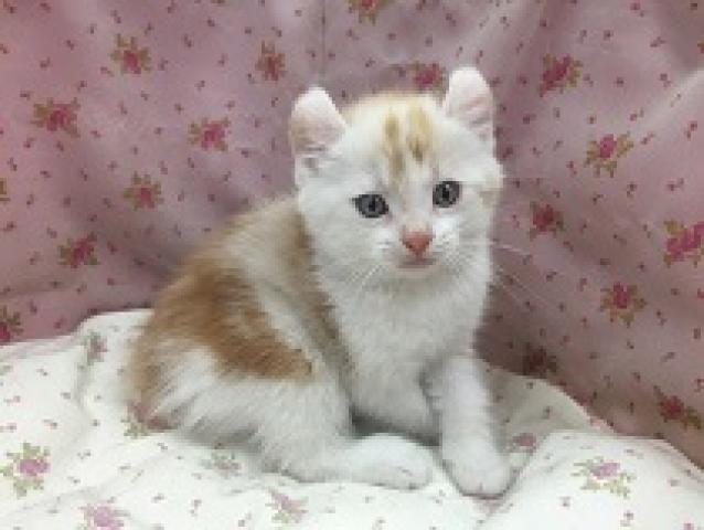 アメリカンカール