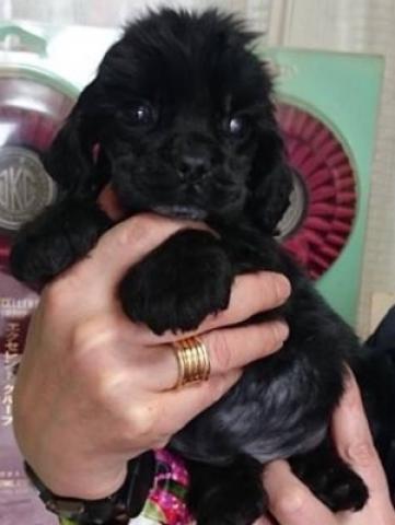 アメリカンコッカースパニエル