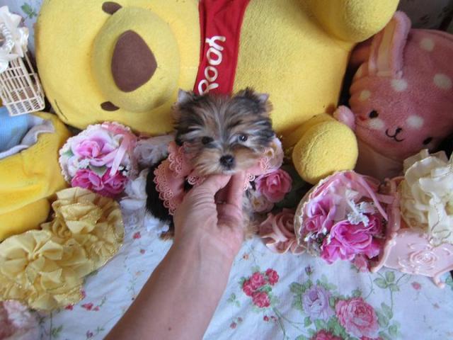 ヨークシャーテリア