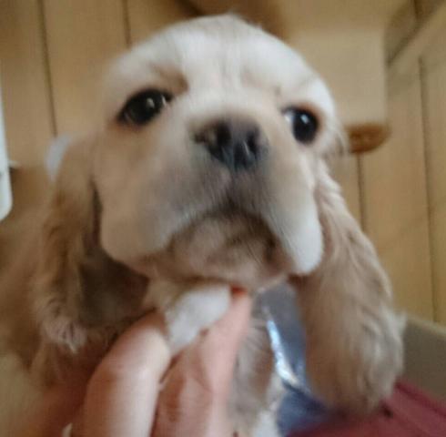 アメリカンコッカースパニエル