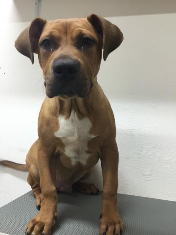 アメリカンピットブルテリア