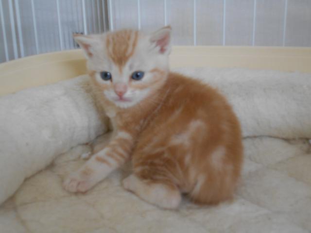 アメリカンショートヘアー