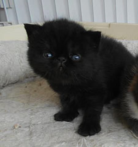 エキゾチックショートヘアー