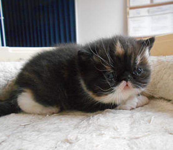 エキゾチックショートヘアー