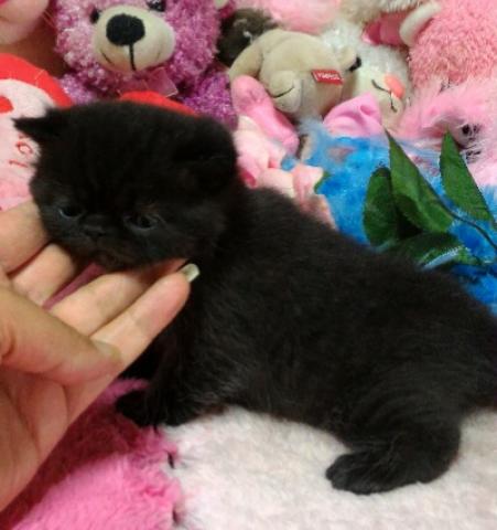 エキゾチックショートヘアー