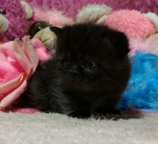 エキゾチックショートヘアー