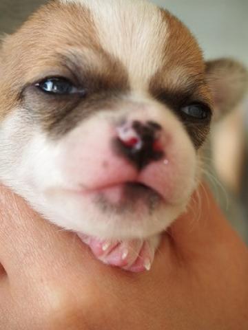 チワワ（スムースコート）