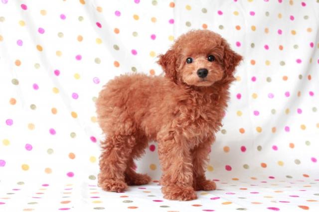トイプードル