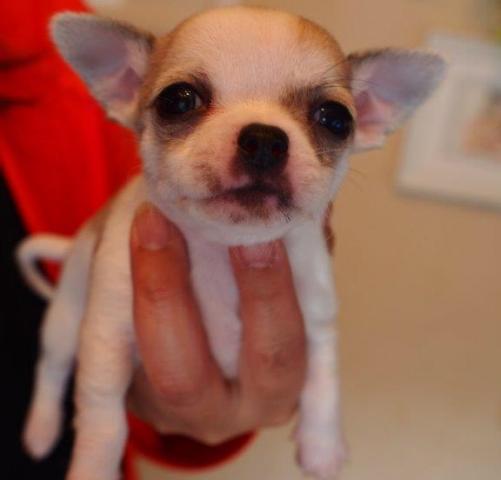 チワワ（スムースコート）