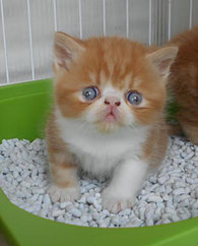 エキゾチックショートヘアー