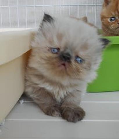 エキゾチックショートヘアー