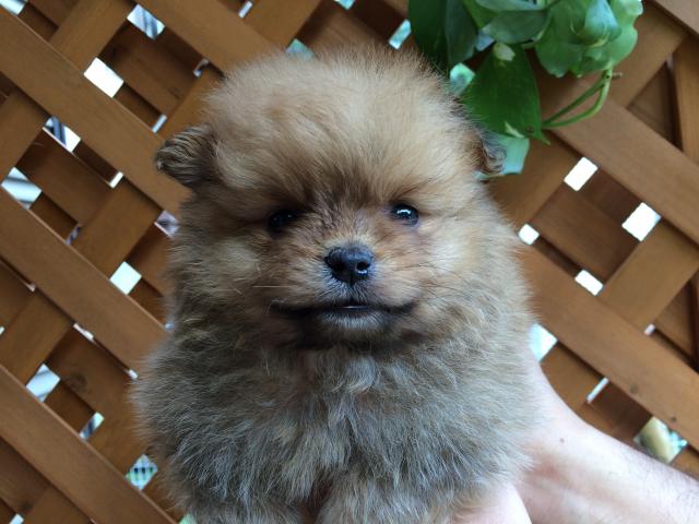 ポメラニアン