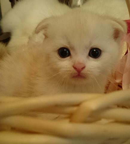 スコティッシュフォールド