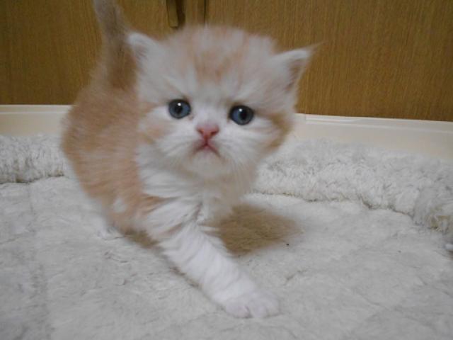 エキゾチックショートヘアー