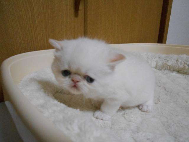 エキゾチックショートヘアー