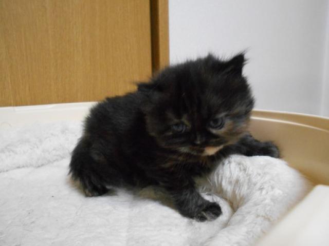 エキゾチックショートヘアー