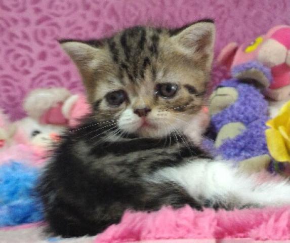 エキゾチックショートヘアー