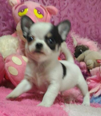 チワワ（スムースコート）