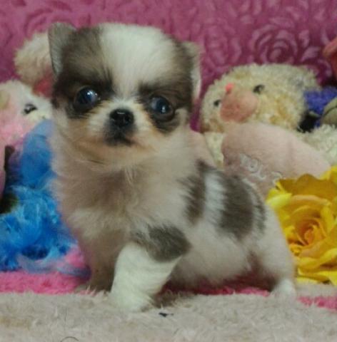 チワワ（ロングコート）