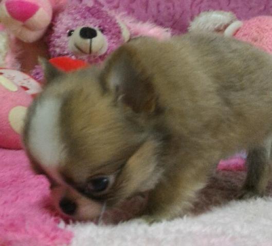 チワワ（ロングコート）