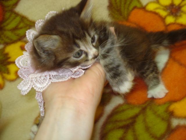 ノルウェージャンフォレストキャット