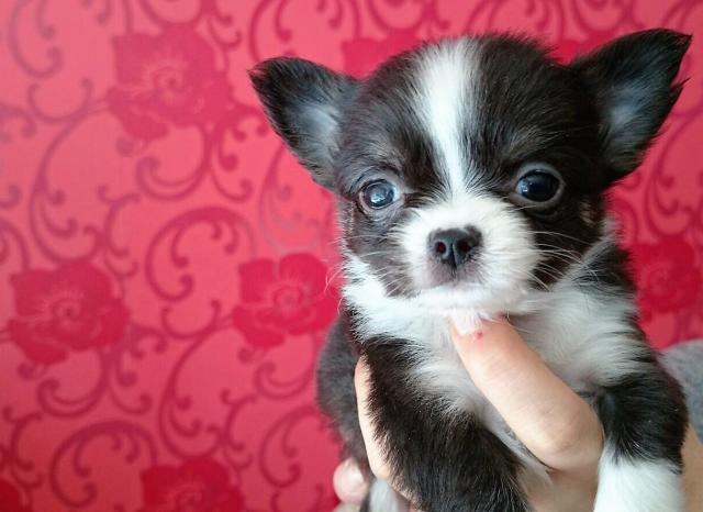 チワワ（ロングコート）