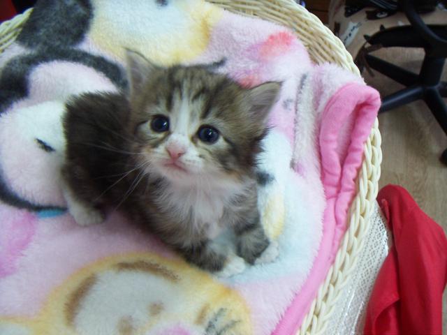 ノルウェージャンフォレストキャット