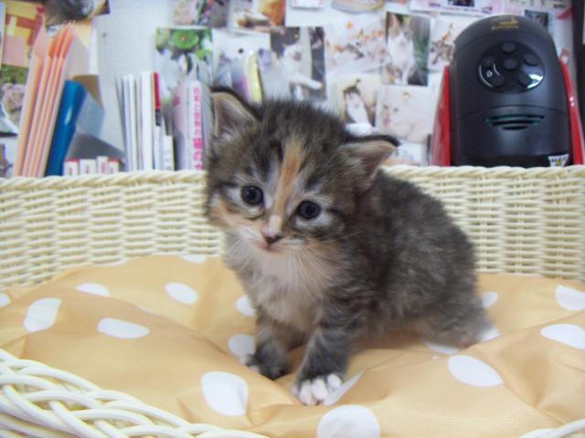 ノルウェージャンフォレストキャット