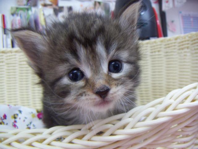 ノルウェージャンフォレストキャット