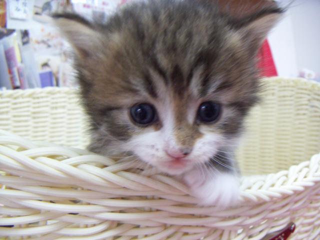 ノルウェージャンフォレストキャット