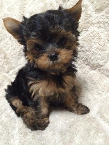 ヨークシャーテリア