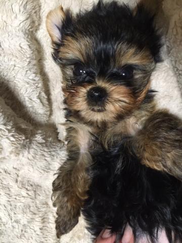 ヨークシャーテリア